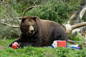 bear eating camper trash